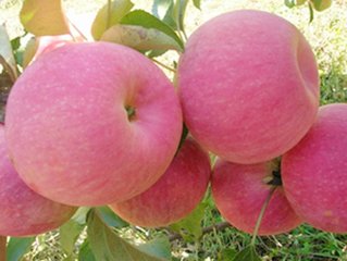 大紅袍核桃苗/創(chuàng)新苗木