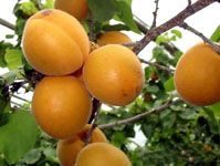 各品種櫻花苗/創(chuàng)新苗木