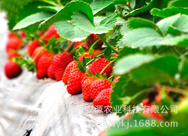 珍珠油杏杏苗批發(fā)/創(chuàng)新苗木