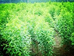 哪里有賣品種好的大葉蜜桃苗：桃樹苗種植