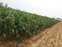 映霜紅桃樹(shù)苗批發(fā)——濰坊優(yōu)質(zhì)映霜紅桃苗供應(yīng)