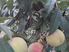 【推薦】濰坊信譽(yù)好的映霜紅桃苗基地 映霜紅價(jià)格