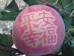 【巨春】映霜紅桃苗報價【產品新升級】大葉蜜桃苗批發價格