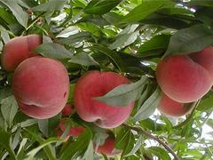 桃苗買賣價(jià)格 優(yōu)質(zhì)桃苗