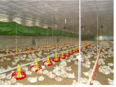 丶【蛋雞自動喂料機//雞舍自動喂料機價格||雞舍自動喂料機】