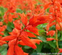 黃菊花山東青州孔雀草種植基地 孔雀草價格