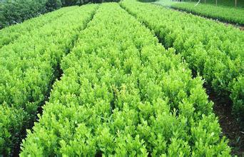 【山東青州小葉黃楊種植基地】