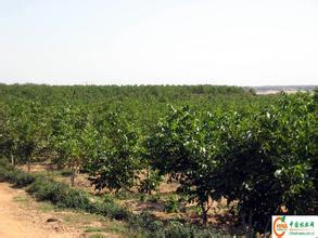 規格標準的 山東青州核桃樹種植基地