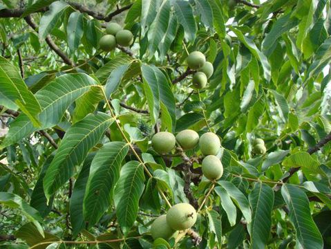 規(guī)格標(biāo)準(zhǔn)的 山東青州核桃樹種植基地