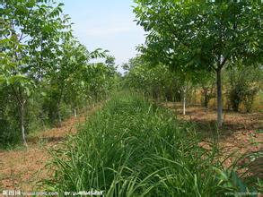 保證純度的 核桃樹種植基地 核桃樹批發(fā)