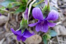 【紫花地丁】 山東青州紫花地丁種植基地