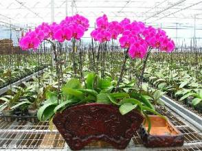 長勢喜人的【山東青州叢生丁香種植基地】