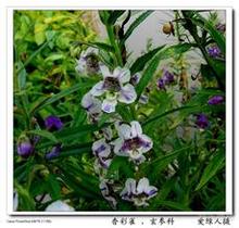 雙子葉植物 山東青州炸醬草種植基地價格