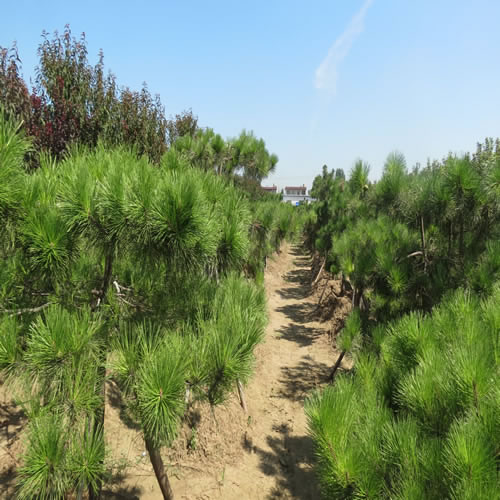 泰安造型景观松基地 【富鑫园林】