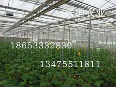 各種拱棚建造_聯國專業提供蔬菜溫室大棚建造