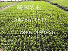 批發(fā)大棚外用保溫被|專業(yè)的大棚外用保溫被供應(yīng)商推薦