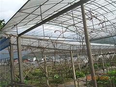 桂林葡萄園種植技術(shù) 可靠的葡萄園種植發(fā)發(fā)葡萄種植提供