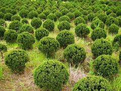 青州四季草花|想要實(shí)惠的山東四季草花就來浩地花卉苗木