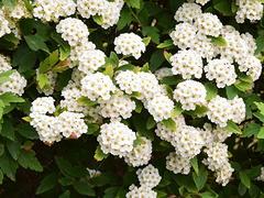 出售四季草花|的四季草花出售