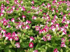 濰坊宿根花卉報價|宿根花卉批發(fā)