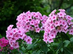 浩地花卉苗木出售實用的宿根花卉|宿根花卉種植基地