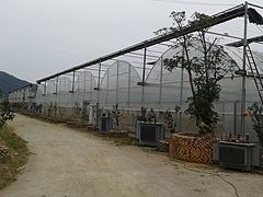 福建連棟蔬菜大棚標準_精良的福建農補標準蔬菜大棚推薦