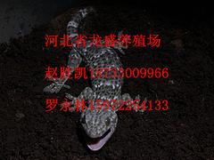 哪有優(yōu)質(zhì)河北省任丘市蜈蚣養(yǎng)殖廠|zmpp蜈蚣原料