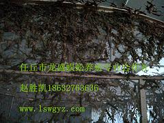 市場上品牌好的蜘蛛養(yǎng)殖在哪里可以找到——活體蜘蛛銷售