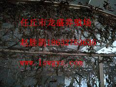 優(yōu)質(zhì)河北省任丘市蜈蚣養(yǎng)殖廠在滄州 河南蜈蚣原料