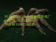 刺猬養(yǎng)殖代理加盟|龍盛蜈蚣養(yǎng)殖出售有品質(zhì)的河北省任丘市刺猬養(yǎng)殖