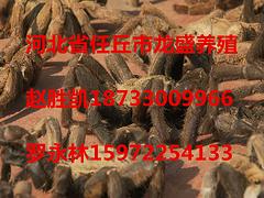 特種養殖代理_河北任丘市蜈蚣養殖廠特色