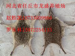 具有口碑的河北省任丘市蜈蚣養(yǎng)殖廠傾情推薦_湖北蜈蚣