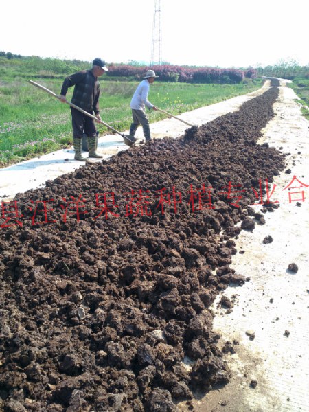 山東專業雪藕種植技術基地，平邑雪藕種植基地教你怎樣種雪藕