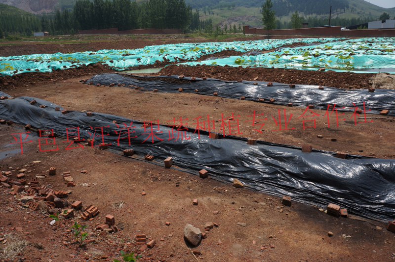 学习藕池肥料发酵技术培训就到山东平邑雪藕基地