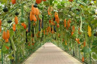 哪兒有比較好的蔬菜觀光園，蔬菜觀光園建造