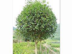 水肥一體化技術(shù)公司——專業(yè)的南寧水肥一體化供應(yīng)商推薦