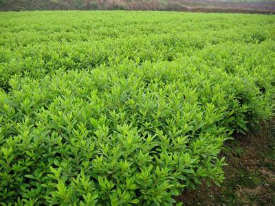 【萬畝基地】泰安5公分香花槐價格【易種植的】香花槐