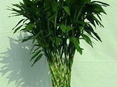 綠化工程服務(wù)哪家好：江蘇哪家綠化工程公司專業(yè)