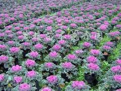 山東四季草花 口碑好的四季草花在哪里有供應