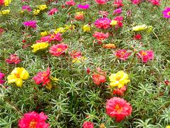 ？？羽衣甘藍|三色堇|春季草花。時令花卉種植基地，找鈺鑫
