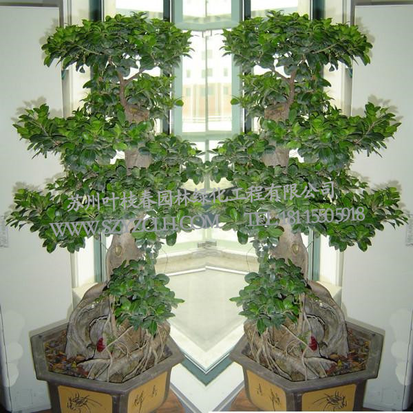 蘇州葉枝春園林供應(yīng)具有價(jià)值的綠化工程  ：蘇州新區(qū)噴泉水景施工