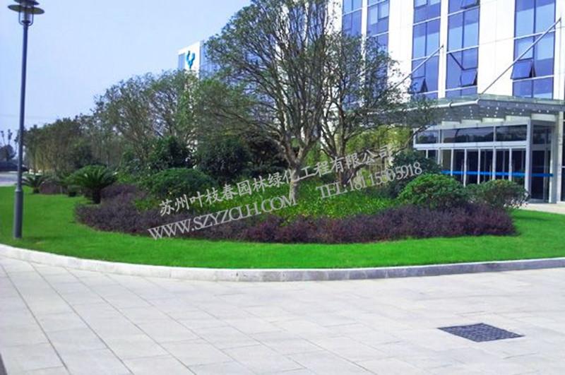 常州綠化養(yǎng)護(hù) 蘇州葉枝春園林供應(yīng)具有口碑的綠化工程