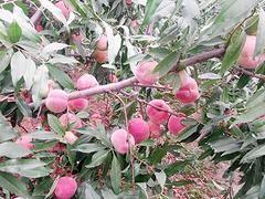 山東人都說好?。?！山東映霜紅苗木基地，青州映霜紅種植