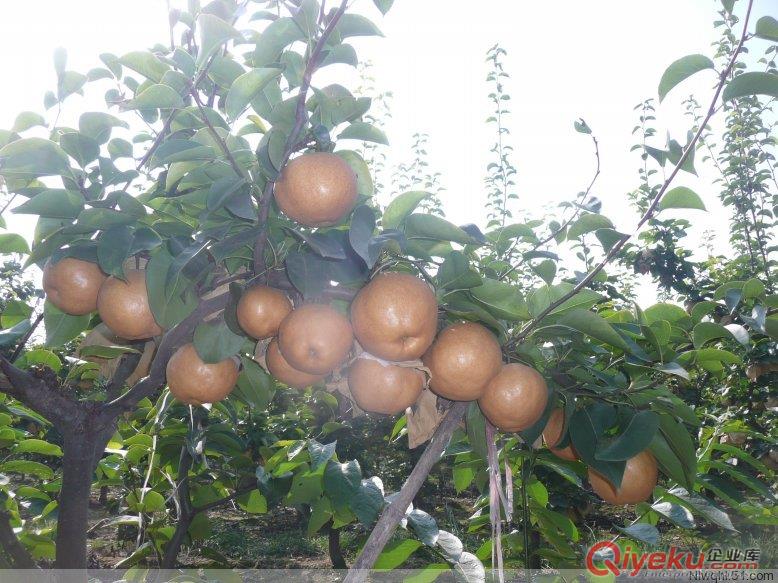臨沂品牌果樹小苗，晚秋黃梨苗，金秋香梨苗，愛宕梨苗