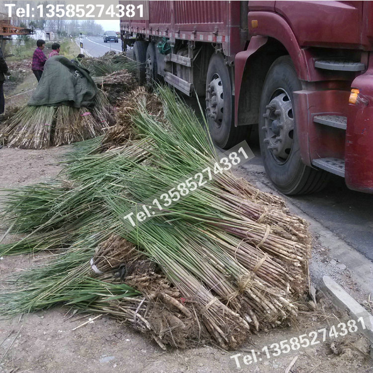 蘆葦苗|蘆葦水生花卉苗|蘆葦根苗|蘆葦苗凈化水質(zhì)|蘆葦護提