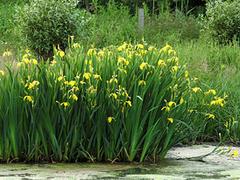 LOOK！水生鳶尾批發(fā)價格_水生鳶尾_水生鳶尾哪家好