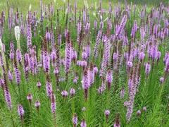 大量供應蛇鞭菊，廣東蛇鞭菊