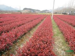 廣西紅葉石楠_優惠的紅葉石楠濰坊哪里有