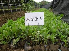 供應(yīng)八寶景天：供應(yīng)山東口碑好的八寶景天