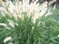 優(yōu)質(zhì)千屈菜|想買優(yōu)惠的千屈菜，就到天園苗圃